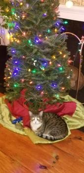 Image for Good Shepherd Pet Care with ID of: 4911283