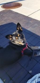 Image for Good Shepherd Pet Care with ID of: 4911284