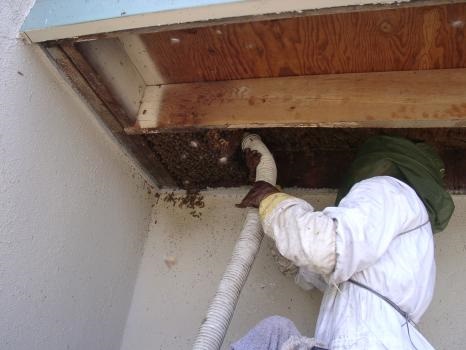 Image for Bee Free with ID of: 4919783