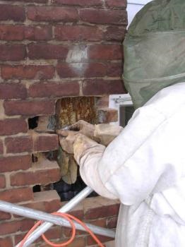 Image for Bee Free with ID of: 4919787