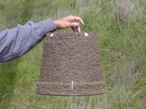 Image for Bee Free with ID of: 4919788