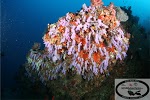 Image for SCUBAdventures LC with ID of: 4931479