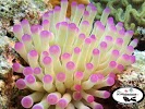 Image for SCUBAdventures LC with ID of: 4931481