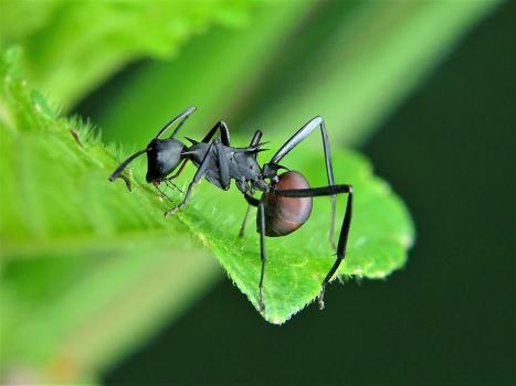 Image for Insight Pest Control Bellevue with ID of: 4935245