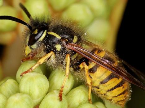 Image for Insight Pest Control Bellevue with ID of: 4935246