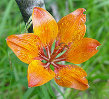 Image for Give Your Yard a Summer Makeover with Flowers with ID of: 612688