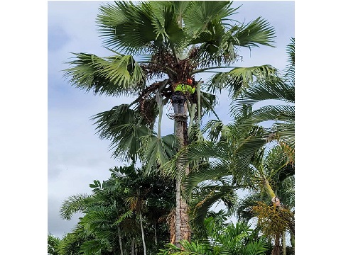 Image for Island Ohana Tree & Landscaping Services with ID of: 4960025