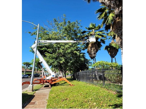 Image for Island Ohana Tree & Landscaping Services with ID of: 4960028