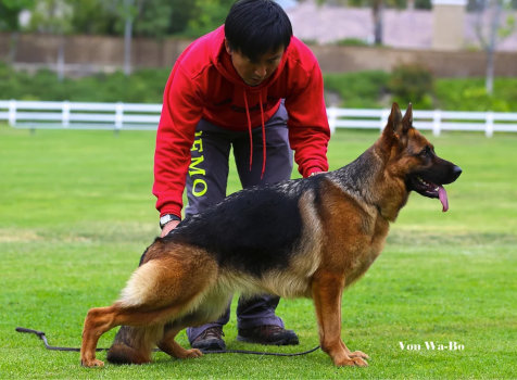 Image for Von Wa-Bo German Shepherds with ID of: 4968571