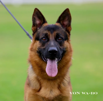Image for Von Wa-Bo German Shepherds with ID of: 4968572