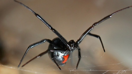 Image for Nixtermite Inc. with ID of: 4980572
