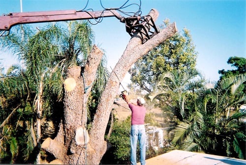 Image for Tim's Tree Service with ID of: 4981507