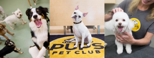 Image for PUPS Pet Club with ID of: 4983165