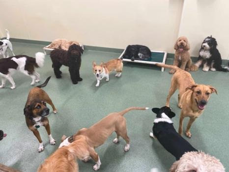 Image for PUPS Pet Club with ID of: 4983220