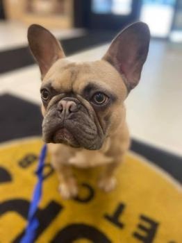 Image for PUPS Pet Club with ID of: 4983221