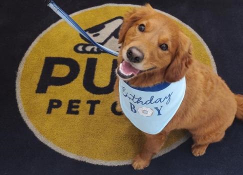 Image for PUPS Pet Club with ID of: 4983225