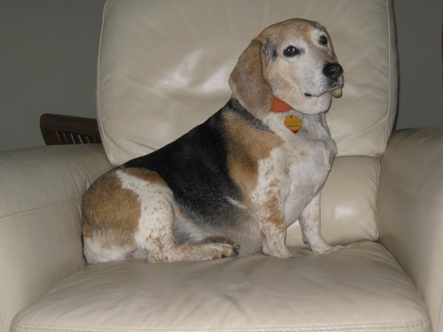 Image for The Village Vets with ID of: 5000964