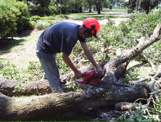 Image for Totally Trees Pensacola with ID of: 616640