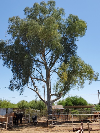 Image for Tree Pros, LLC with ID of: 5014679