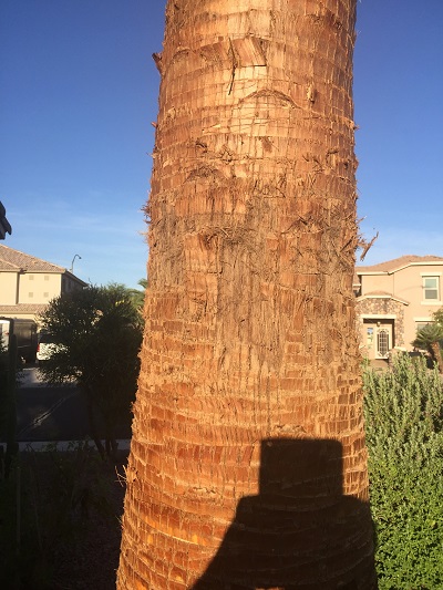 Image for Tree Pros, LLC with ID of: 5014682