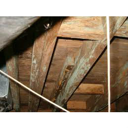 Image for Chicago Mold Testing  with ID of: 617656