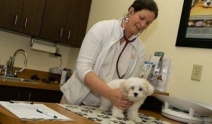 Image for Priority Pet Hospital with ID of: 5018549