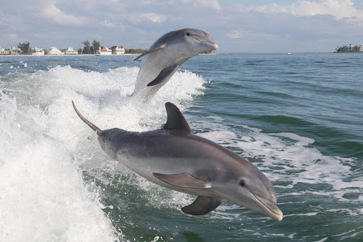 Image for Dolphin Quest with ID of: 5032827