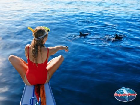 Image for Dolphin Quest with ID of: 5032828
