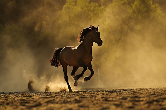 Image for Equine Leadership Program with ID of: 5034207