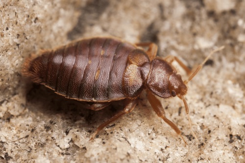 Image for Insight Pest Control Bellingham with ID of: 5038392