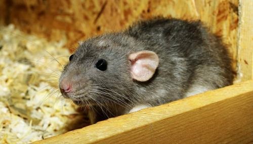 Image for Insight Pest Control Bellingham with ID of: 5038396
