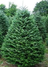 Image for AA Christmas Trees with ID of: 5039298