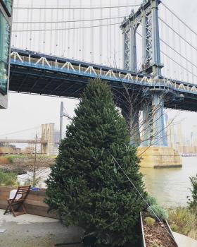Image for AA Christmas Trees with ID of: 5039300