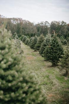 Image for AA Christmas Trees with ID of: 5039301