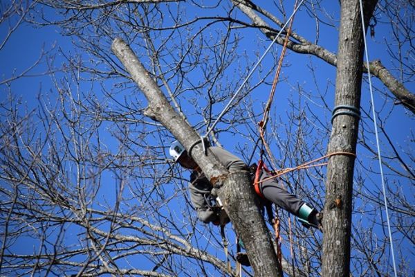 Image for Braik's Tree Care with ID of: 5040149