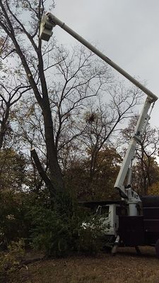 Image for Braik's Tree Care with ID of: 5040151