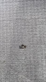 Image for Orange County Carpet Repair & Cleaning with ID of: 5052753