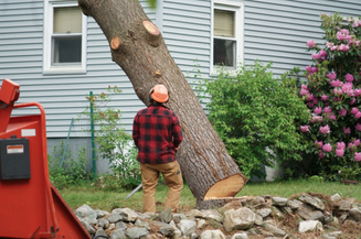 Image for Chesapeake Tree Company with ID of: 5081145