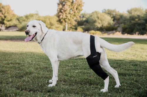 Image for Doggy Brace with ID of: 5081242