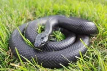 Image for Rizzo's Wildlife World with ID of: 5116027