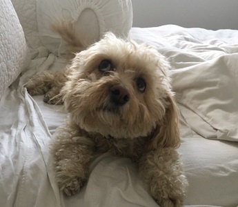 Image for Fetchmates -- Tribeca Dog Walker with ID of: 5123507