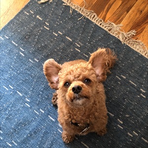 Image for Fetchmates -- Tribeca Dog Walker with ID of: 5123514