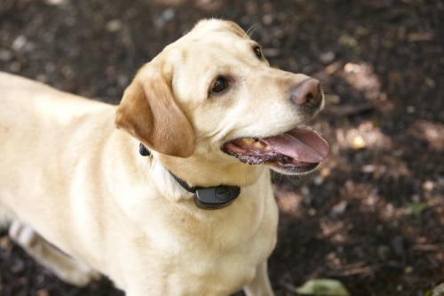 Image for DogWatch of Green Country with ID of: 5142983