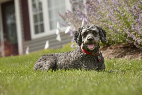 Image for DogWatch of Green Country with ID of: 5142986