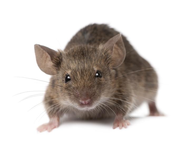 Image for Advanced Pest Control Systems, Inc. with ID of: 5144197