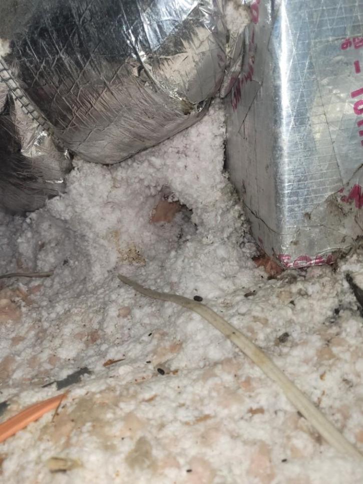 Image for Ratchet Roach Pest Control with ID of: 5157628
