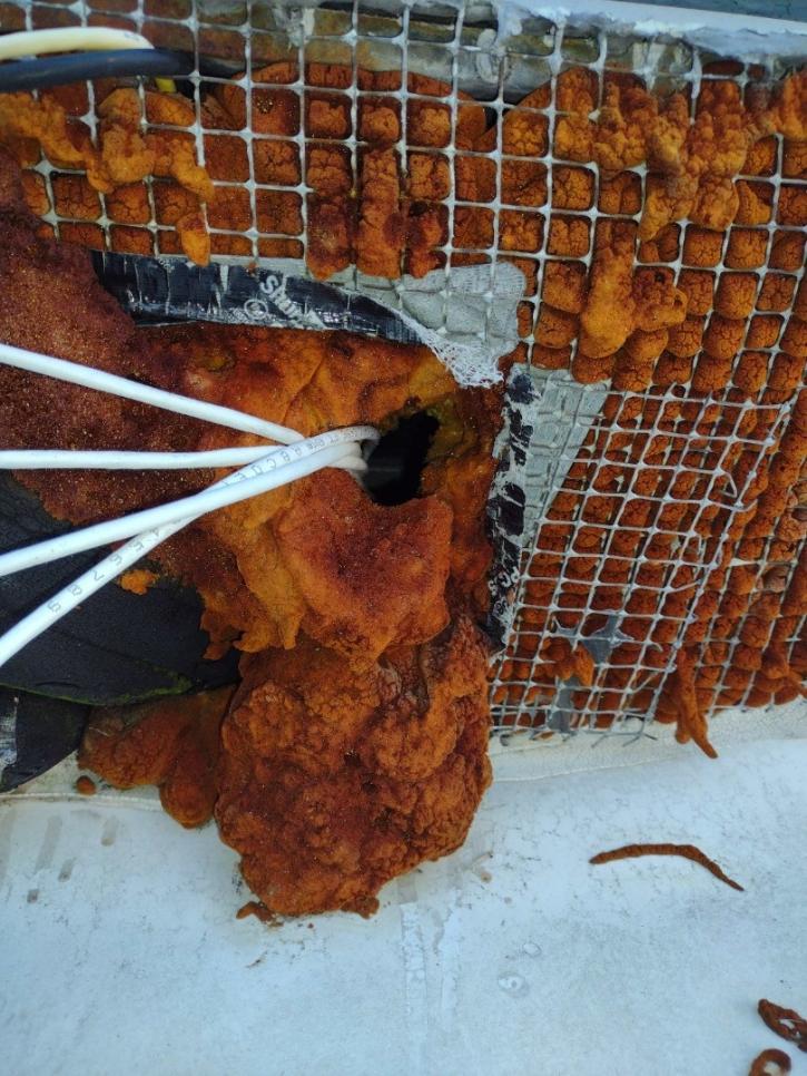 Image for Ratchet Roach Pest Control with ID of: 5157631