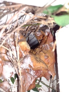 Image for Ratchet Roach Pest Control with ID of: 5157633