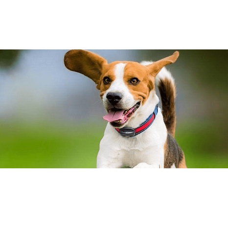 Image for CT Pet Fence with ID of: 5165979