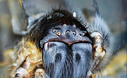 Image for Coby's Tentless Termite & Pest Control with ID of: 5166923